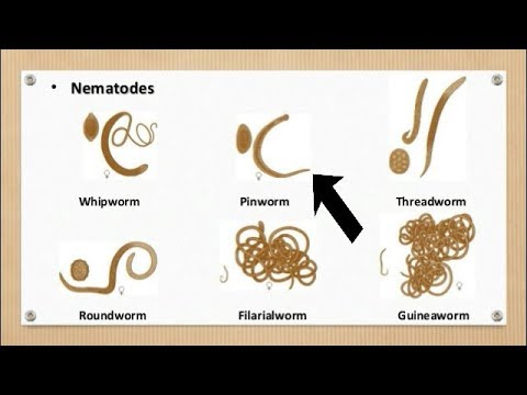 A fonálférgek és az ascarisok közötti különbségek