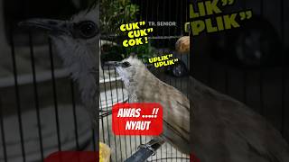 Download lagu pancingan trucukan agar bunyi | suara trucukan gacor cuk cuk uplik #trucukan #pancingantrucukan mp3 Download lagu pancingan trucukan agar bunyi | suara trucukan gacor cuk cuk uplik #trucukan #pancingantrucukan mp3