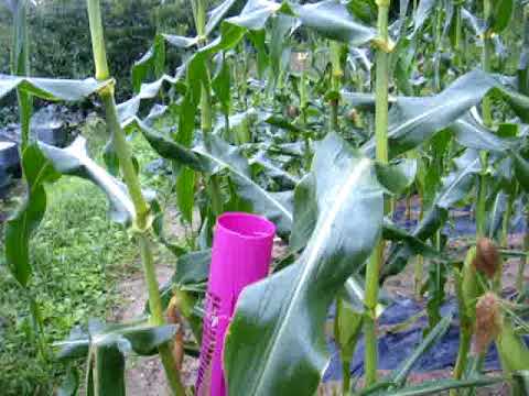 カササギを追い払う方法 捕食される 繁殖期が長くなる 巣を移動する