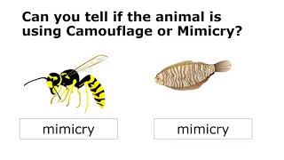 Animals using mimicry and camouflage