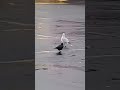 Seagulls In The Parking Lot Picking Up Litter Wild Birds In North Carolina Birds Nature