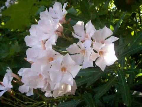 Leandro e Leonardo  Hoje E Seu Aniversario