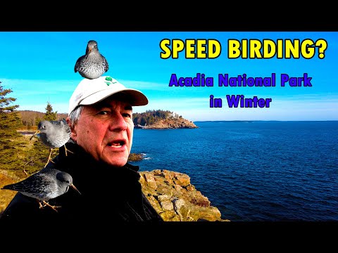 SPEED BIRDING - Acadia National Park in Winter