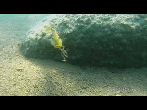 Fossorochromis rostratus con nidiata a Domwe Island
