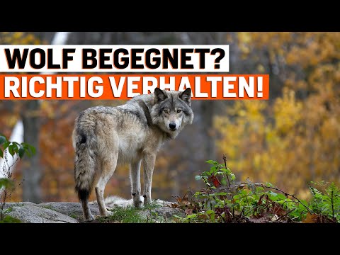Begegnung mit einem Wolf – so verhalten Sie sich richtig!