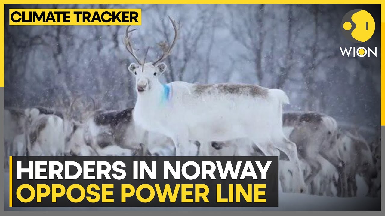 Norway: Indigenous reindeer herders worried about power line | WION Climate Tracker