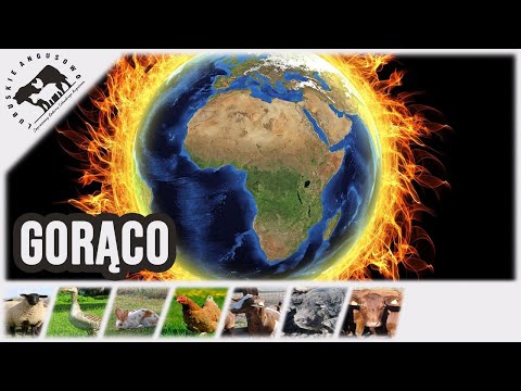 Lubuskie Angusowo - S1 E28 - No i znowu jest gorąco