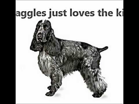 Cocker Spaniel
