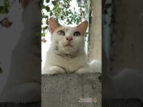 cat alaparaigal #funny