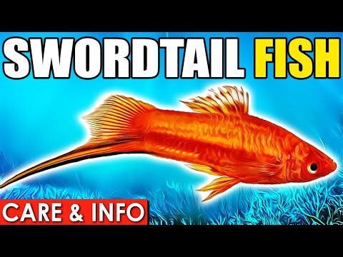 Swordtail Fish | Swordtail Fish Care And Info! | Swordtail Fish Care Guide For Beginners