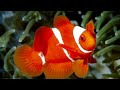 Ikan Hias Yang Kecil Dengan Warna Oren