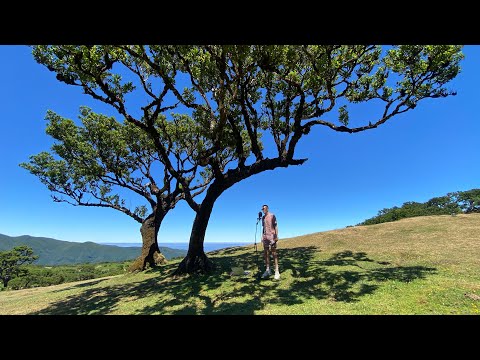 FLINT - Studio wszędzie #7 (Fanal Forest)