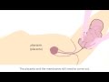 Childbirth What Can You Expect