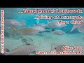 Tauchen Lanzarote, März 2018, Tauch-Spot "Playa Chica" letzter Teil..., Playa Chica, Lanzarote, Frieder, Aquatis Diving Center Lanzarote, Spanien, Kanaren (Kanarische Inseln)