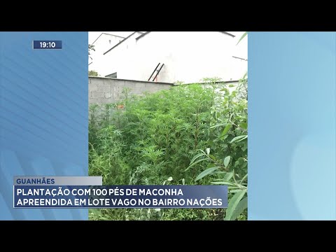 Guanhães: Plantação com 100 Pés de Maconha Apreendida em Lote Vago no Bairro Nações.