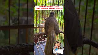 Download lagu burung Merbah asli sumatera #burung #mangkicauoffecial #kicaumania #burungkicaudialamliar #birds mp3