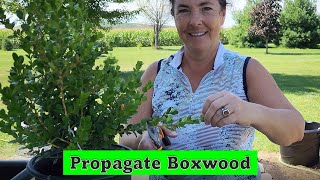 How to Propagate Boxwood with Updates. Boxwood is one of the easiest shrubs to propagate.