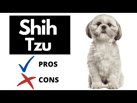 2nd YouTube video about are shih tzu hypoallergenic dogs