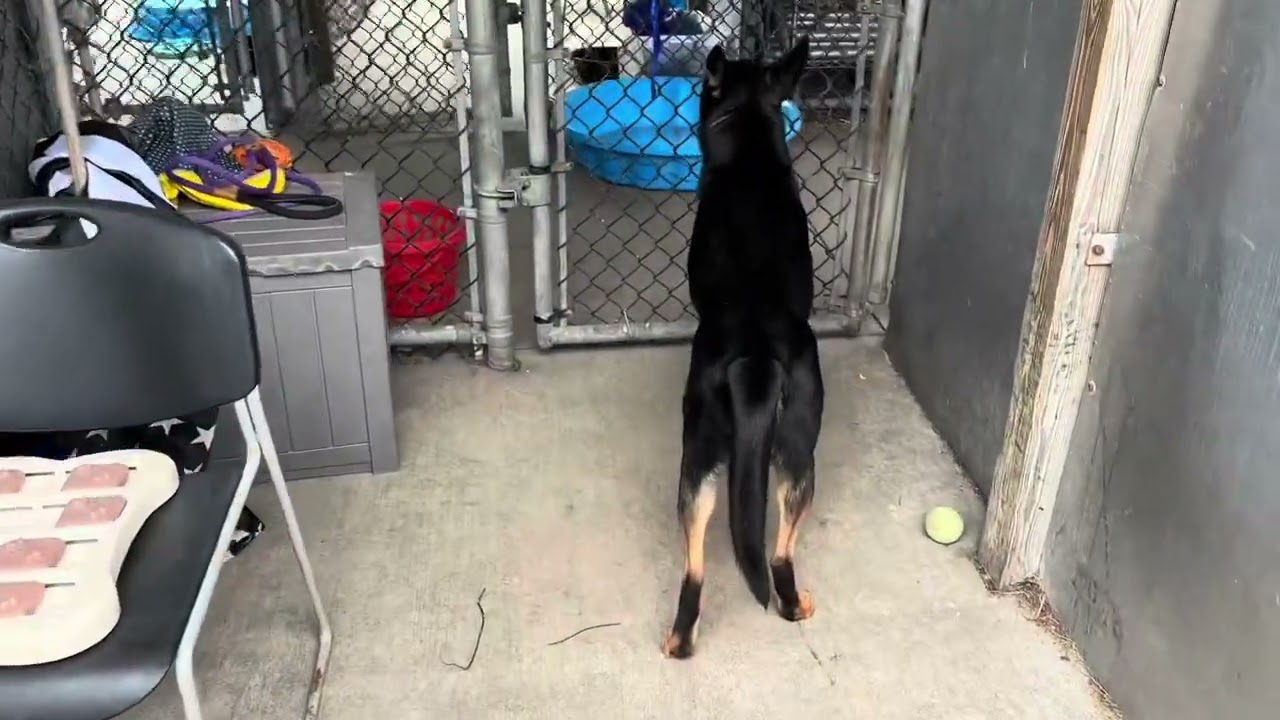 Enlarge Sultan, an adopted German Shepherd Dog in Chicago, IL video 5/5