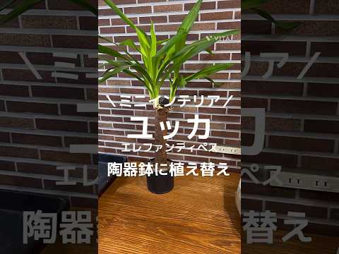 屋外のユッカを維持するにはどうすればよいですか?魔法の開花のチュートリアル!  庭園