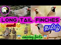 Amazing Fact And Informations About Long Tail Finches Shaft Finch Tamil More About Pets MAP