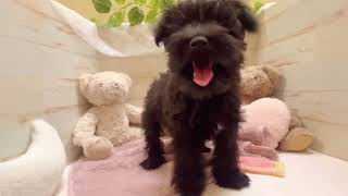 ミニチュアシュナウザーの動画01