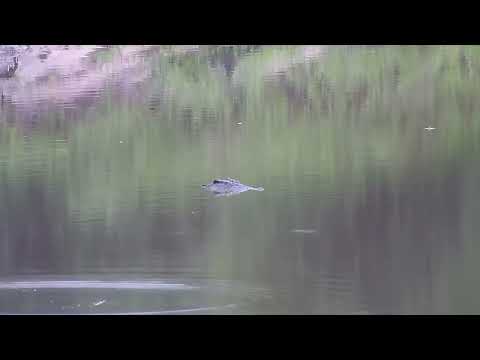 Djuma: Crocodile resting in the water - 05:59 - 02/28/2023