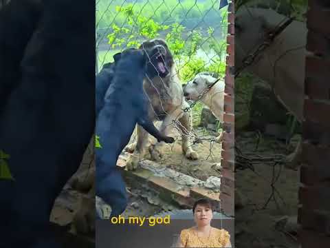 Dog video #animal _025#animals #shorst