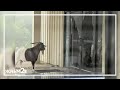 Goat Breaks Into Texas Church