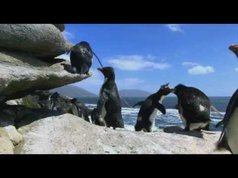 Penguins Spy in the Huddle now on DVD