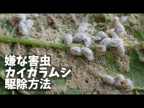 コナカイガラムシに対する祖母の治療法 白酢はコナカイガラムシを殺しますか?