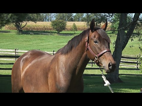 SOLD! Noble ISF, Star - A Day in the Life of Noble, September 2022 - Dutch Warmblood Dressage