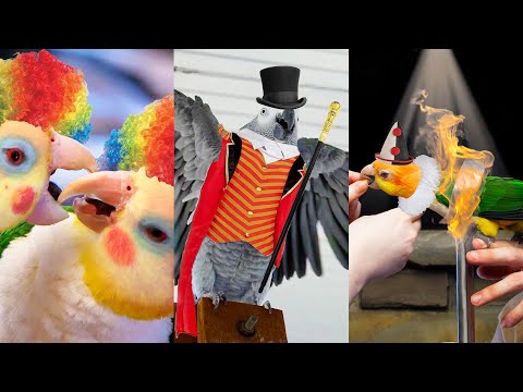 Apollo Joins the Circus