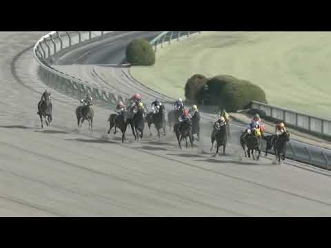 2023.02.19 Hyacinth Stakes (JPN) - Perriere