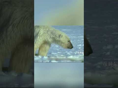 सर्दियों की बर्फ कितनी ही व्हेलों का जीवन छीन लेती है | #shorts