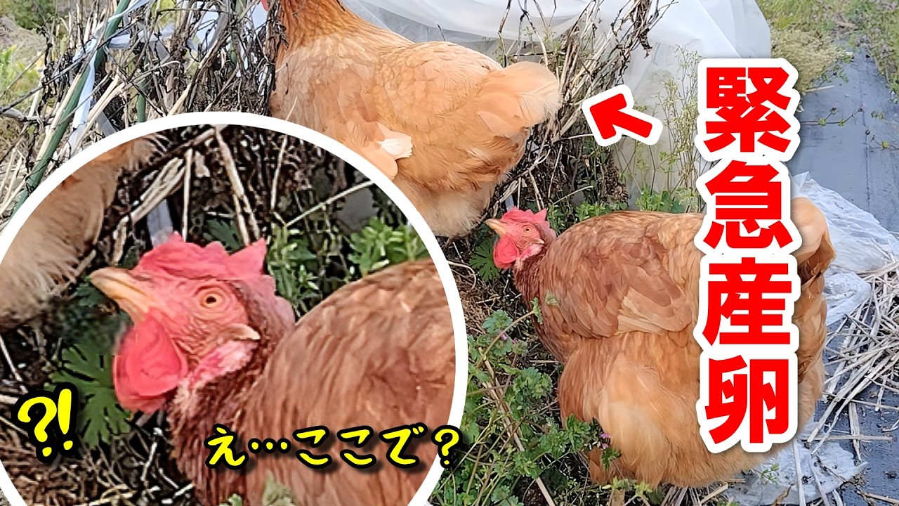 お散歩中にまさかの産卵！お腹痛いニワトリと、心配のクセが強い相棒【ニワトリ飼育】#114