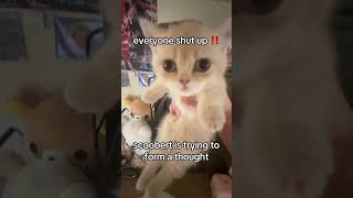 Download lagu everyone shut up scoobert is trying to form a thought #kitten #catshorts #marge #fredflintstone mp3 Download lagu everyone shut up scoobert is trying to form a thought #kitten #catshorts #marge #fredflintstone mp3