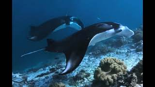 コモド島でマンタ島泳ぐ体験l感動のシュノーケリングlコモド島ツアー