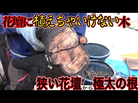 ジョスタベリー、ヨークベリー 植物