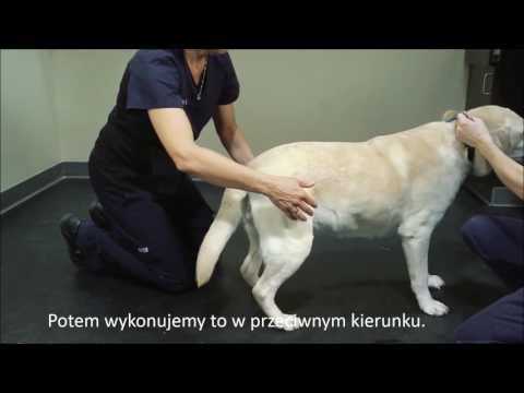 Środki do rozciągania mięśni Szkolenie mięśni Kegla pochwy