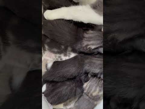 Lochi became a lovely mother   😘 How many cute kittens  😽 do you think there are?