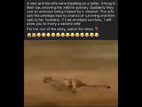 Faster than cheetahs to save a antelope⚡