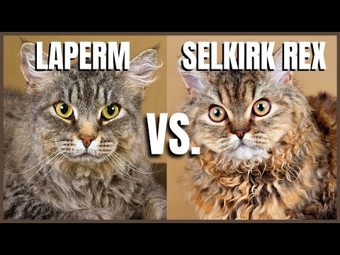 LaPerm Cat VS. Selkirk Rex Cat