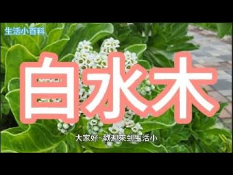 白水木花期