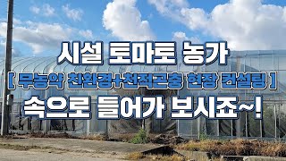 무농약 친환경 천적농법 시설 토마토 농가 현장 컨설팅-담배장님노린재,콜레마니진디벌,클리오