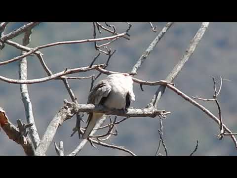 Tortolita cuyana (Columbina picui) 2-10-21