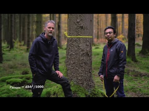 Estimating tree volume with Denzin's formula and form factor of a tree