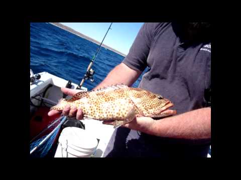 Klapa Bonaca Procvitala murtilica