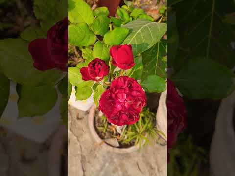, title : 'beautiful flowers in my beautiful terrace garden my Happiness happy gardening 👍👍😊😊❤️💚🌸🦋🦋🌈🌈🌹🌹'