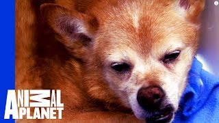 Dog Down! Dr. Jeff and Team Act Fast to Save a Senior Dog